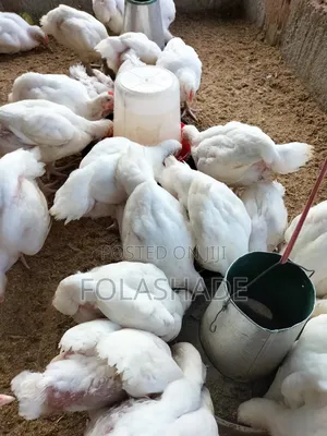 Broiler Chicken