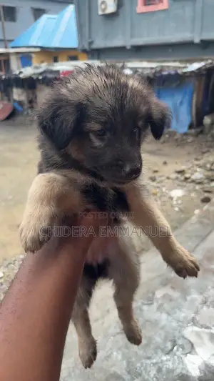 1-3 months Female Purebred German Shepherd