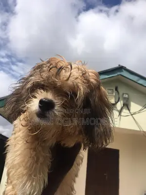 1-3 months Male Purebred Lhasa Apso