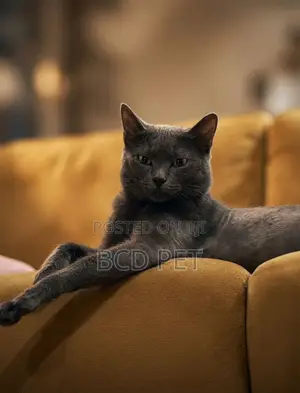 1+ year Male Purebred British Shorthair