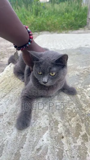 1+ year Female Purebred British Shorthair
