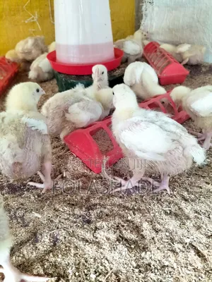 Broiler Chicken
