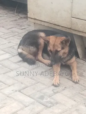 1+ year Female Purebred German Shepherd