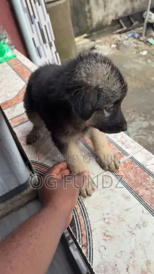 1-3 months Female Purebred German Shepherd