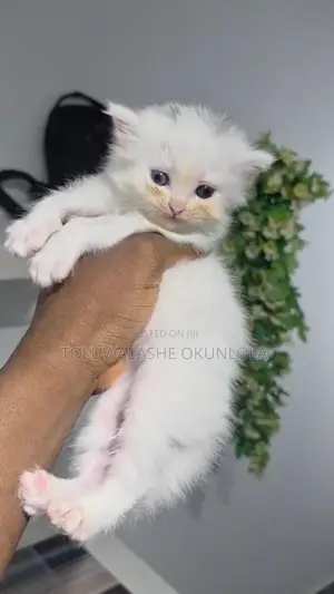 1-3 months Female Purebred Persian