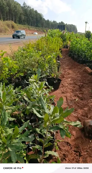 Jumbo Cashew Seedlings