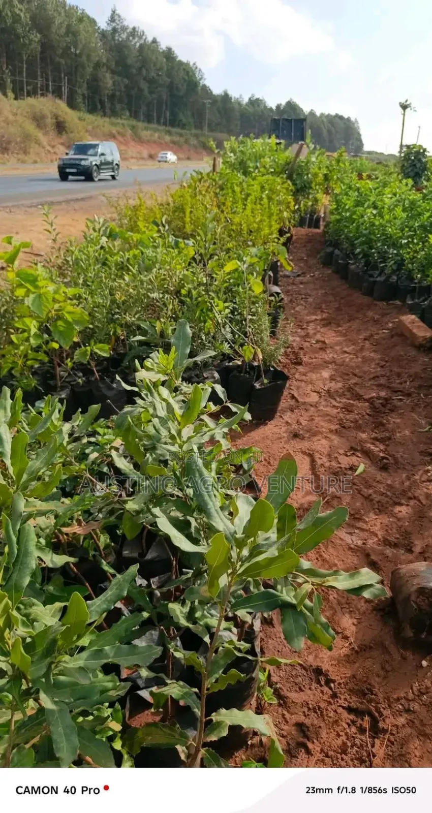 Jumbo Cashew Seedlings