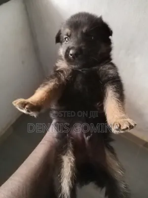 1-3 months Male Purebred German Shepherd