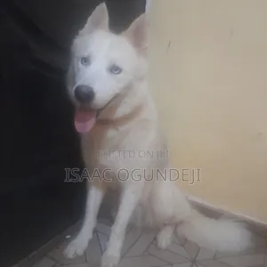 1+ year Male Purebred Siberian Husky