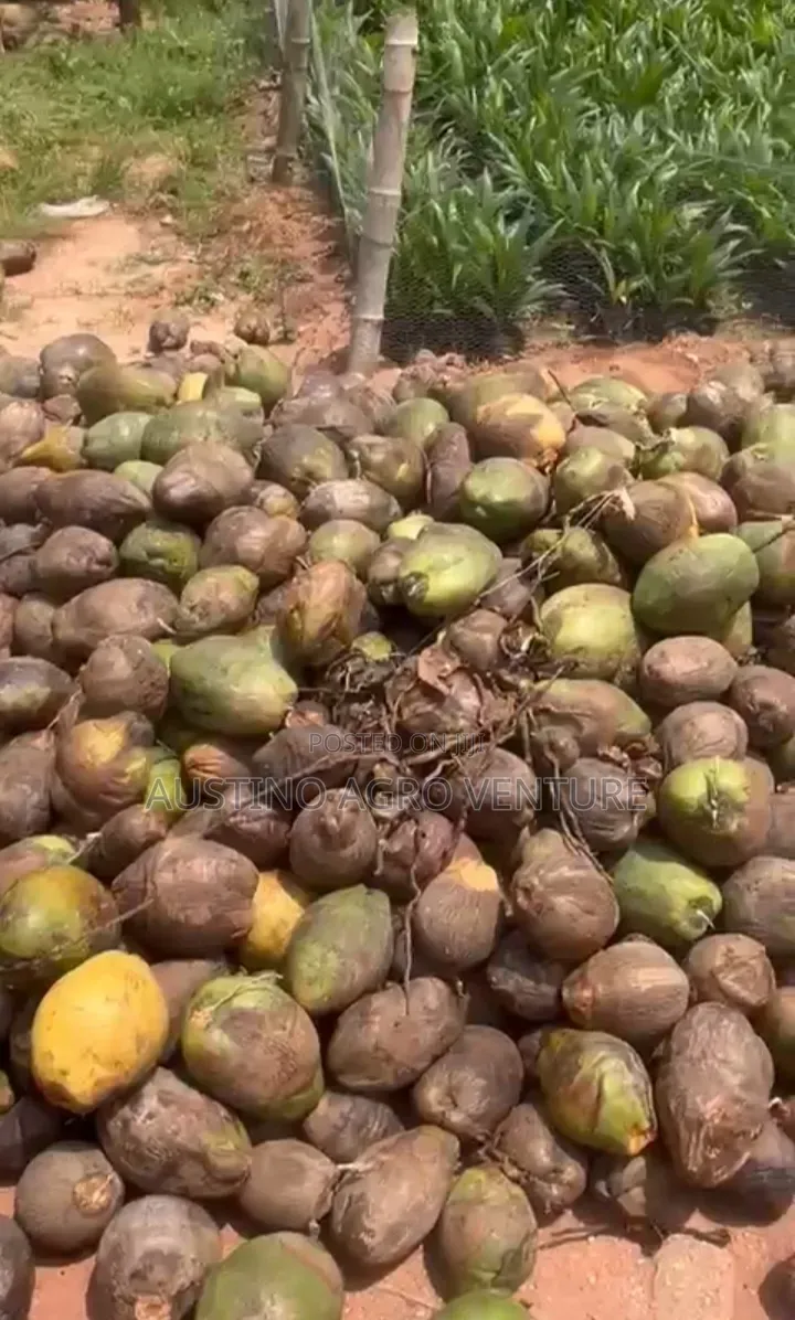 Coconut Ball Available