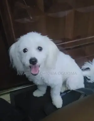 1+ year Female Mixed Breed Lhasa Apso