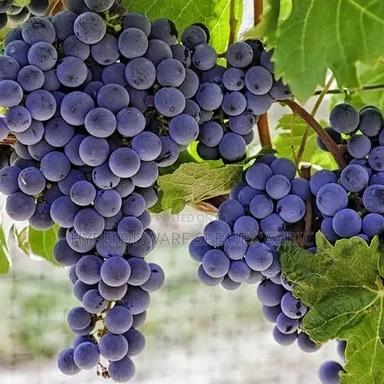 Grave Vine Plant