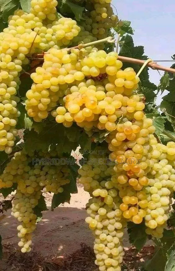 Grave Vine Plant