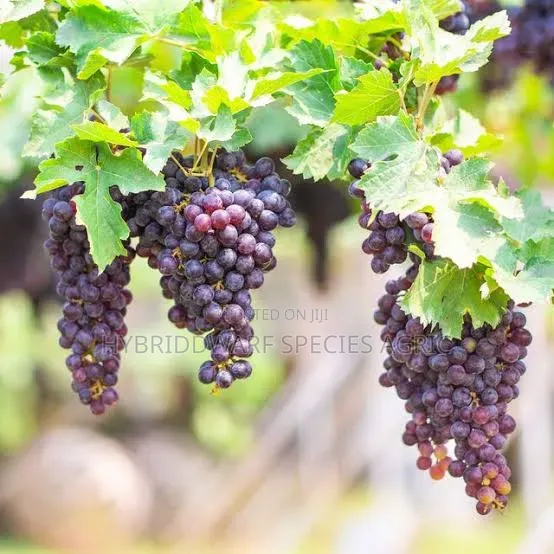 Grave Vine Plant