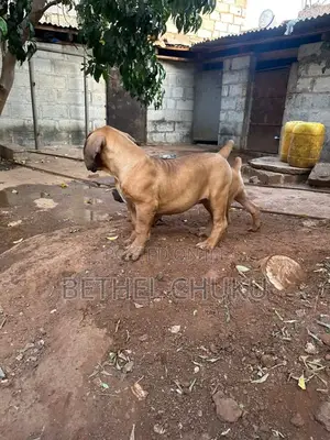 1-3 months Male Purebred Boerboel
