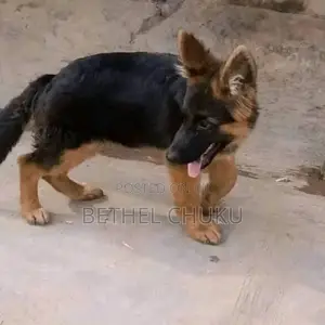 1-3 months Female Purebred German Shepherd