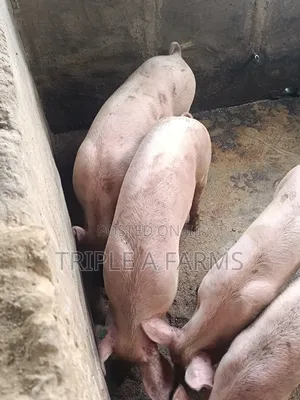 Breeders Stock: 5 Months Male Female Tn Growers Available for Sale
