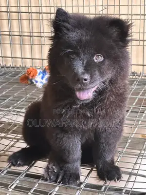 1-3 months Female Purebred Chow Chow