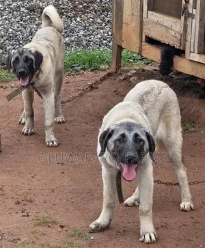 3-6 months Female Purebred Kangal