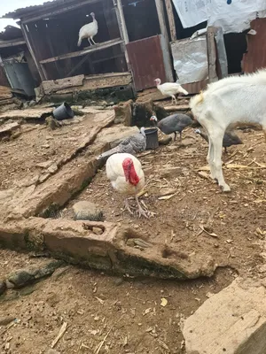 Adult Turkey for Sale