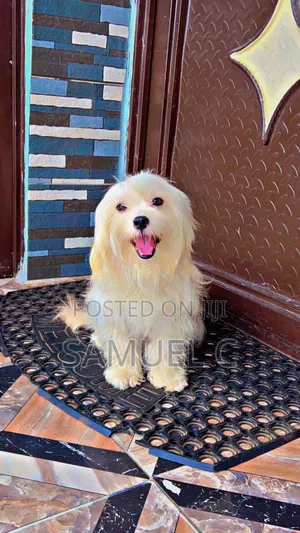 1+ year Male Purebred Lhasa Apso
