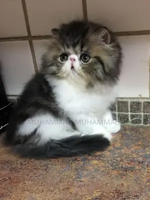 0-1 month Male Mixed Breed Turkish Angora