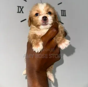 1-3 months Female Purebred Lhasa Apso