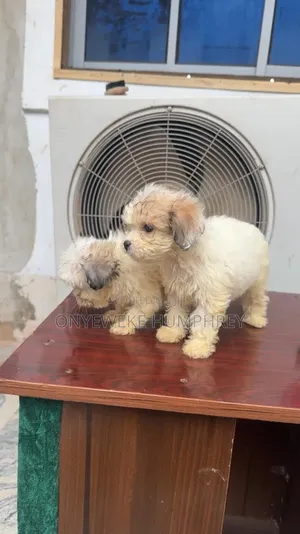 1-3 months Female Purebred Lhasa Apso
