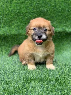 1-3 months Female Purebred Lhasa Apso