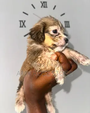1-3 months Male Purebred Lhasa Apso