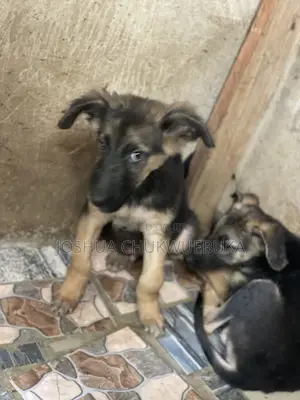 1-3 months Male Purebred German Shepherd