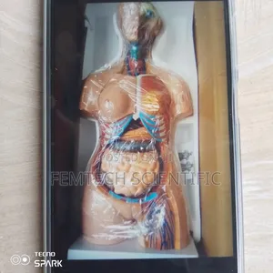 Human Torso