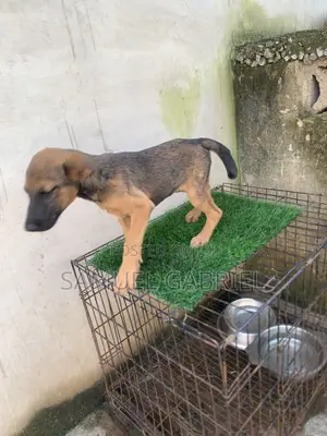 3-6 months Female Purebred German Shepherd