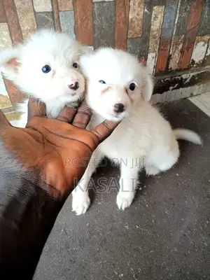 1-3 months Female Purebred American Eskimo