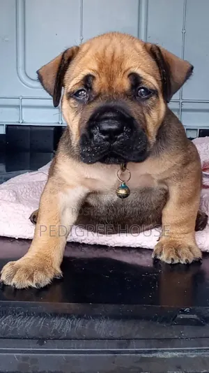 1-3 months Male Purebred Boerboel