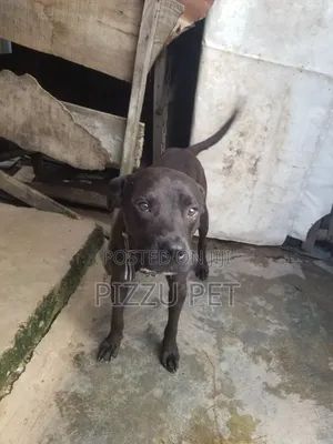 6-12 months Male Purebred American Pit Bull Terrier