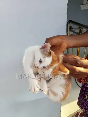 1-3 months Female Mixed Breed American Shorthair
