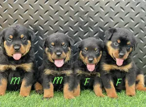 1-3 months Female Purebred Rottweiler