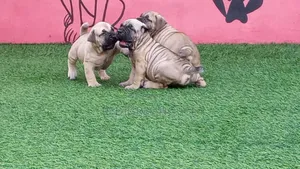 1-3 months Female Purebred Boerboel