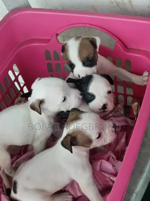 1-3 months Male Purebred American Pit Bull Terrier