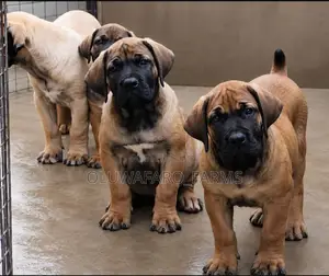 3-6 months Female Purebred Boerboel