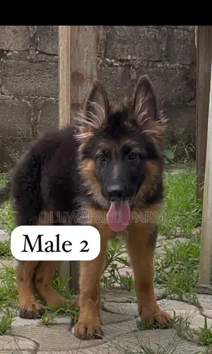 3-6 months Male Purebred German Shepherd