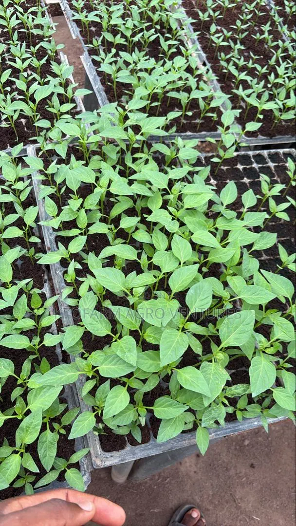 Red and Yellow Bell Pepper Seedlings