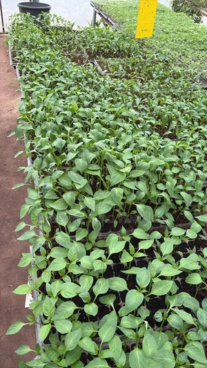 Red and Yellow Bell Pepper Seedlings