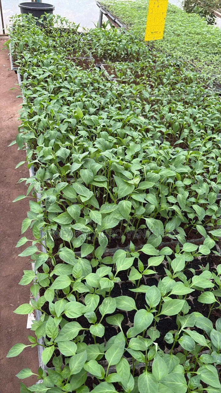 Red and Yellow Bell Pepper Seedlings