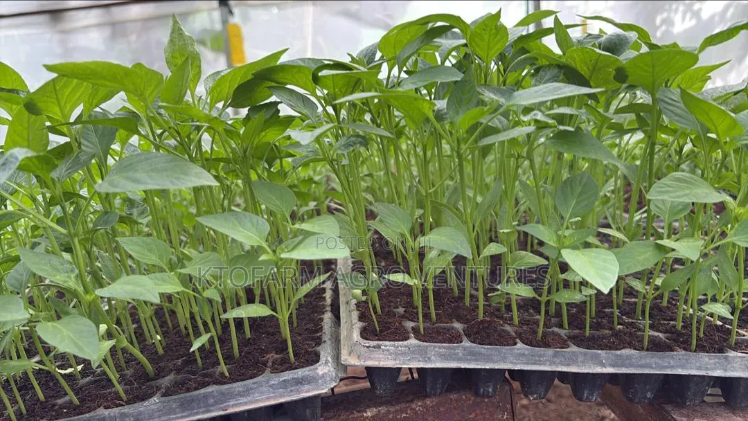 Red and Yellow Bell Pepper Seedlings