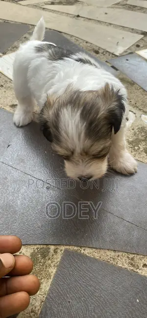 0-1 month Male Purebred Lhasa Apso