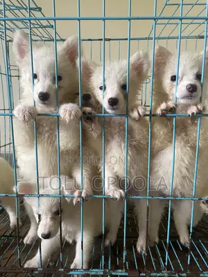 1-3 months Male Purebred American Eskimo