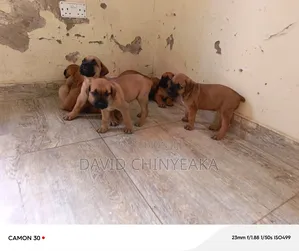 1-3 months Male Purebred Boerboel