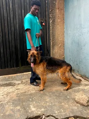 1+ year Male Purebred German Shepherd